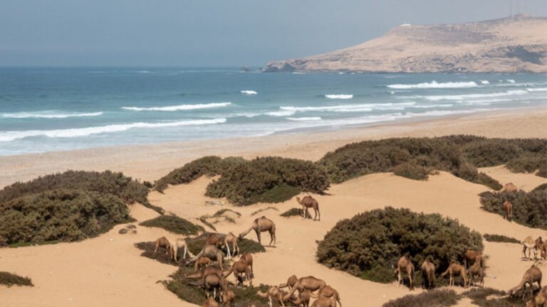 Maroc Surf: The Complete Tamri Guide to Waves, Seasons & Village Life